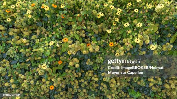 blooming ivy (hedera) with blossoms of the black-eyed susanne (thunbergia alata), germany - black eyed susan vine stock pictures, royalty-free photos & images