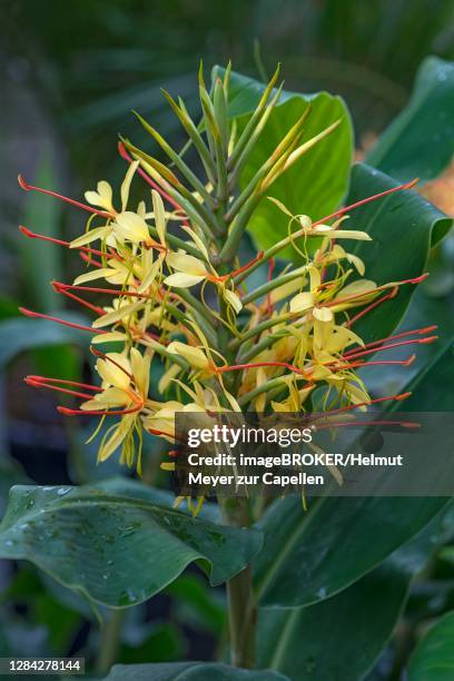 flower from kahili ginger (hedychium gardnerianum) botanical garden, muenster, north rhine-westphalia, germany - hedychium gardnerianum stock pictures, royalty-free photos & images