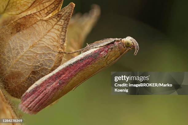 rhubarbzuensler (oncocera semirubella), bad hersfeld, hesse, germany - pyralid moth stockfoto's en -beelden