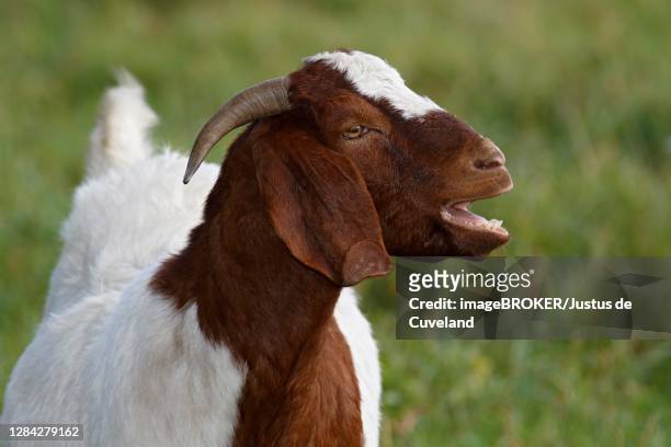 51 Goat Bleating Photos and Premium High Res Pictures - Getty Images