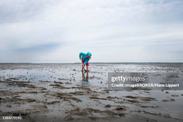 child playing in the mudflats, mudflat hiking tour, lower saxony wadden sea national park, east frisia, lower saxony, germany - wadden sea stock pictures, royalty-free photos & images