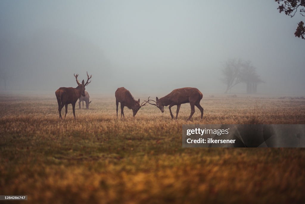 Wild Deer