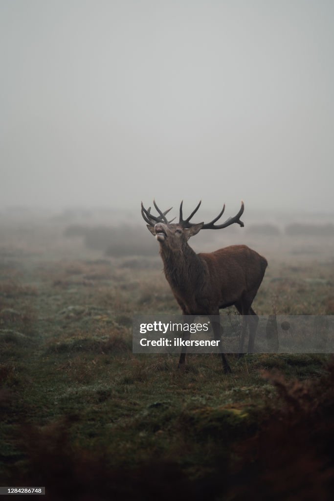 Deer
