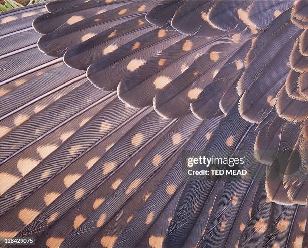 close-up of feathers on wing of brown falcon - falcon bird - fotografias e filmes do acervo