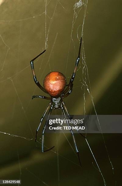red-back spider in web - redback spider stock pictures, royalty-free photos & images