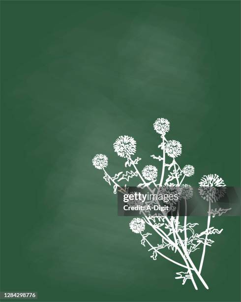 flowering thistle chalkboard - thistle stock illustrations