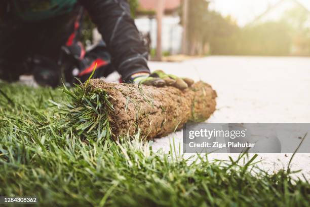 onherkenbare mens die zodbroodjes legt - garden working stockfoto's en -beelden