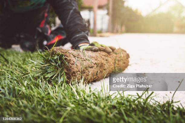 unrecognizable man laying down sod rolls - landscaped stock pictures, royalty-free photos & images