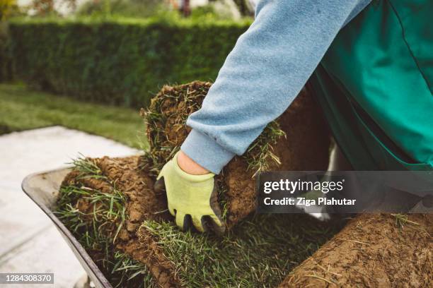 gardener picking up a sod roll - turf installation stock pictures, royalty-free photos & images