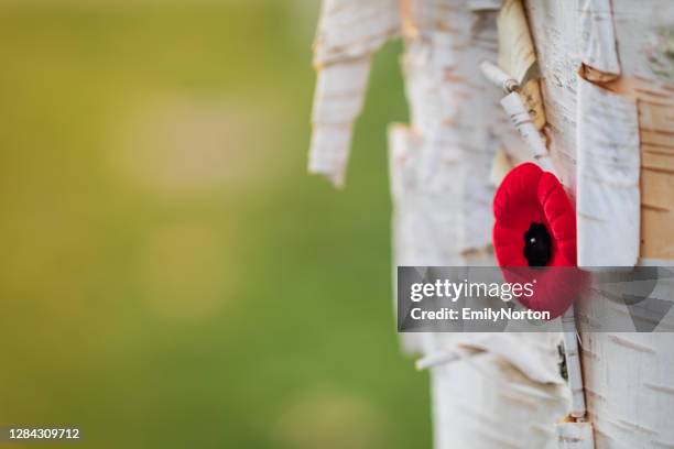 gedenktag mohn - remembrance day poppy stock-fotos und bilder