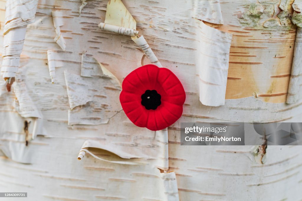 Gedenktag Mohn