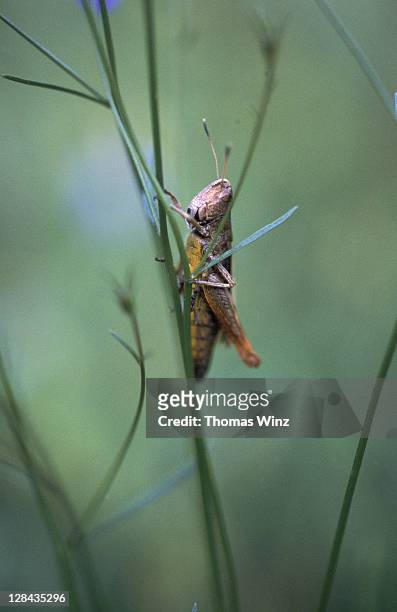grasshopper sitting on grass shoot, germany - krekels en sprinkhanen stockfoto's en -beelden