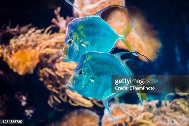 Little Lookdown Fish Lookdown Fish Photos and Premium High Res Pictures - Getty Images