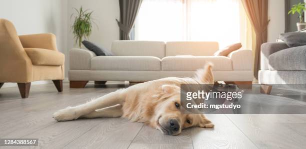 verveelde golden retriever rust op de woonkamer. - lying down stockfoto's en -beelden