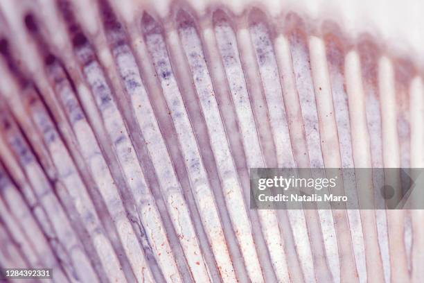 macro photo of seashell, abstract nature background - crustacé photos et images de collection