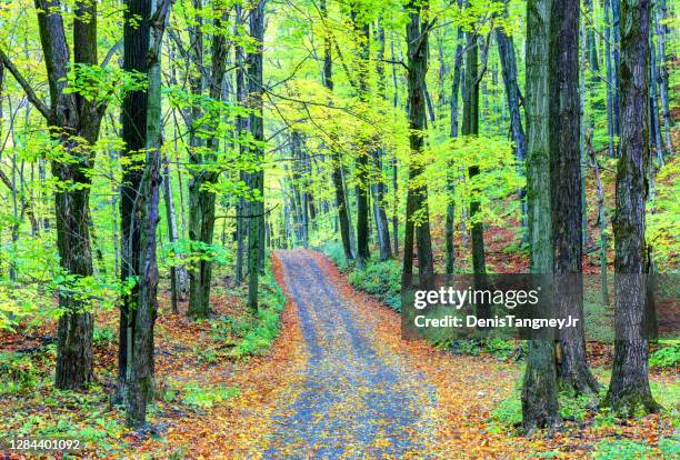 autumn road on mount greylock - berkshires massachusetts stock pictures, royalty-free photos & images