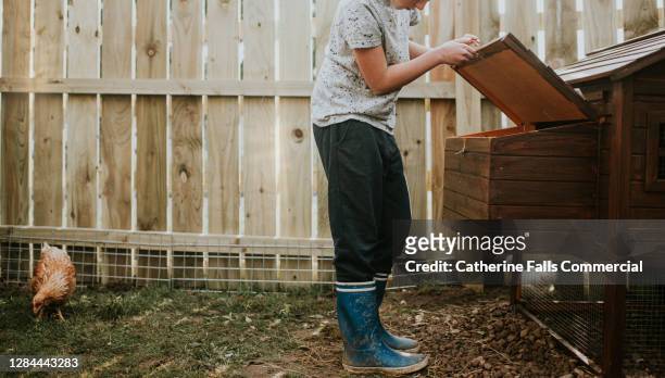 a child looking in to a roosting box in a chicken coop - chicken coop stock-fotos und bilder