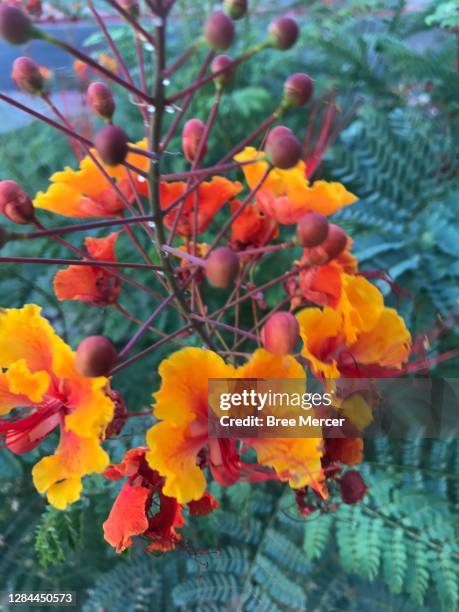 mexican bird of paradise - paradisaea raggiana stock pictures, royalty-free photos & images