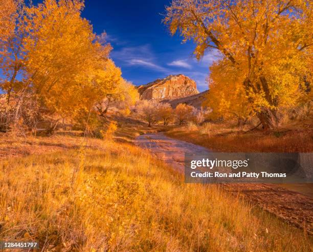 una temporada de otoño brillante en capitol reef national park utah - capitol reef national park fotografías e imágenes de stock