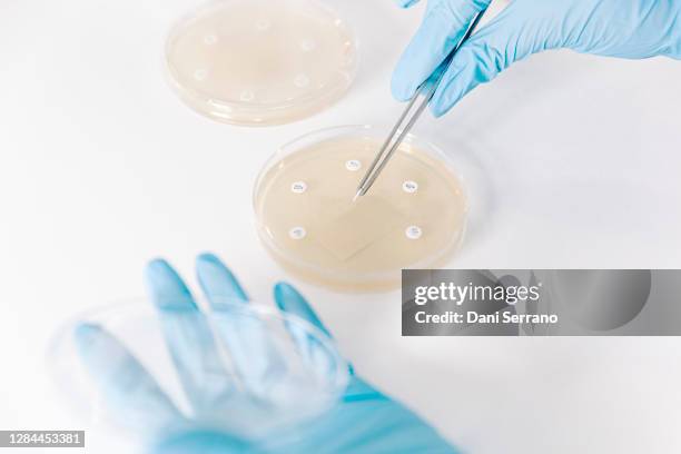 Antibiogram Boxes 16 Antibiogram Stock Photos, High-Res Pictures, and Images - Getty Images