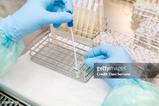 healthcare laboratory worker preparing sample swab for pcr test - instrumento de la reacción en cadena de la polimerasa fotografías e imágenes de stock