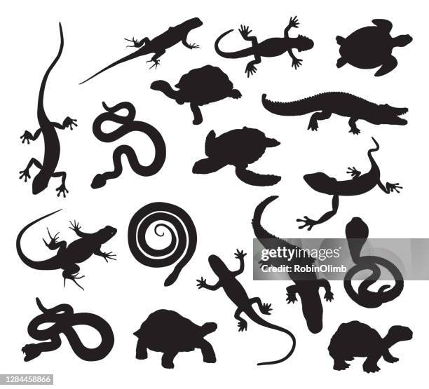 ilustrações de stock, clip art, desenhos animados e ícones de reptiles silhouettes - lagarto