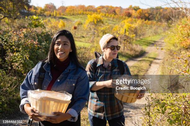 female and non binary friends apple picking during autumn in upstate new york - autumn friends coats stock pictures, royalty-free photos & images