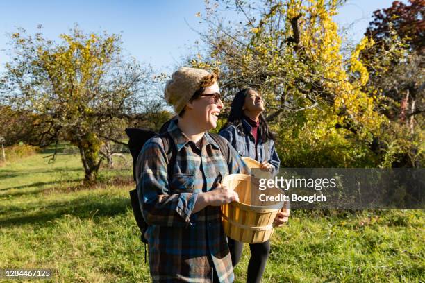 twee volwassen vrienden in jaren '30 die samen met de manden van het plukken van apple op een boerderij van new york in de herfst lopen - apple picking stockfoto's en -beelden