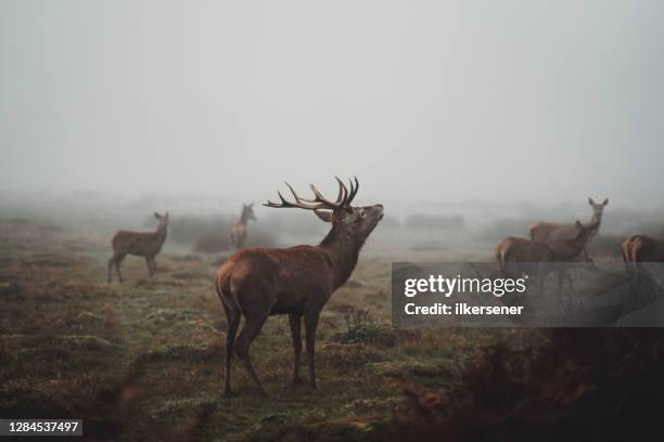 wild deer - brunst stock-fotos und bilder