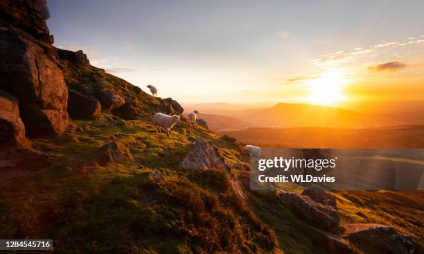 berg en schapen in wales - rolling hills sun stockfoto's en -beelden