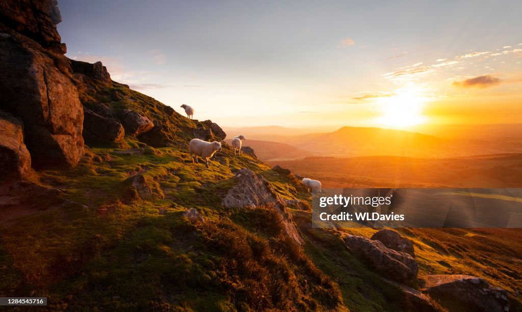 Mountain and sheep in Wales