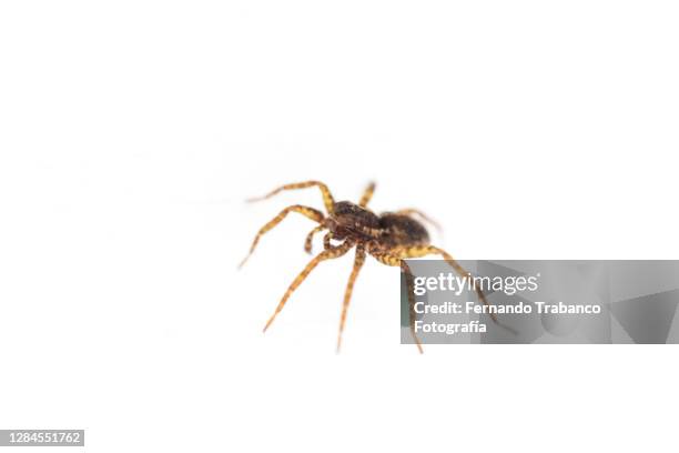 spider on white background - ugly spiders fotografías e imágenes de stock