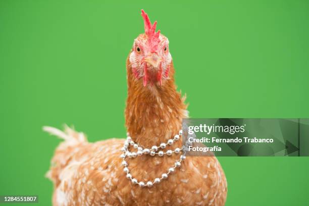 hen with pearl necklace on green background - huisdierenkleding stockfoto's en -beelden