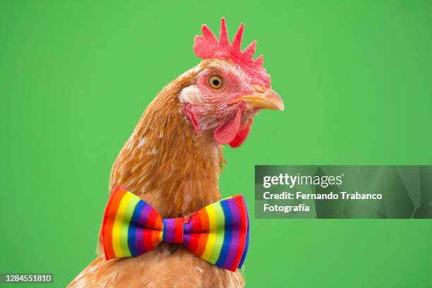 rooster bowtie