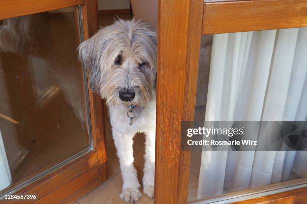 bergamasco sheepdog looking through open window - bergamasco sheepdog stock pictures, royalty-free photos & images