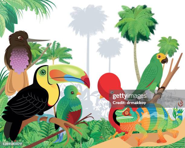 tropischer wald und vögel - quetzal stock-grafiken, -clipart, -cartoons und -symbole