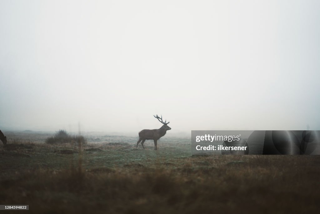 Wild Deer