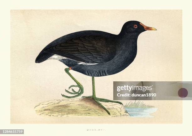 eurasian common moorhen (gallinula chloropus), birds, wildlife art - moorhen stock illustrations