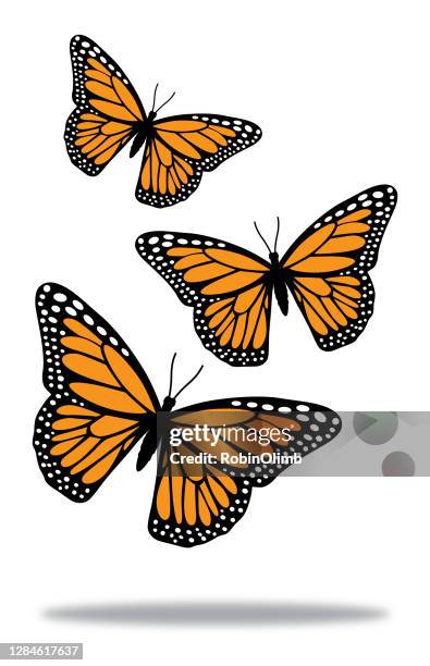 ilustraciones, imágenes clip art, dibujos animados e iconos de stock de tres mariposas con sombra - mariposa monarca