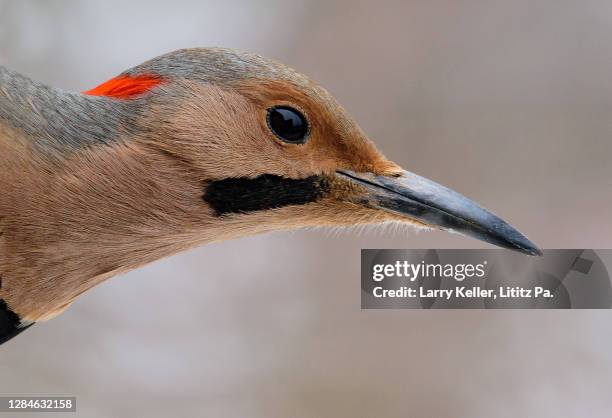 yellow shafted flicker - woodpecker stock pictures, royalty-free photos & images