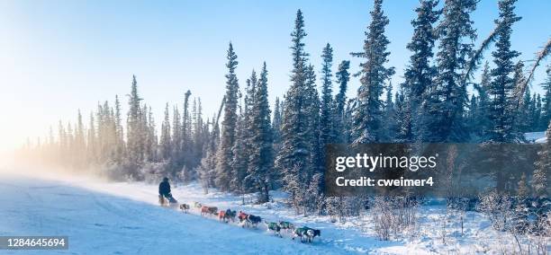 copper basin 300 - dog sledding in 50 below - sleigh dog snow stock pictures, royalty-free photos & images