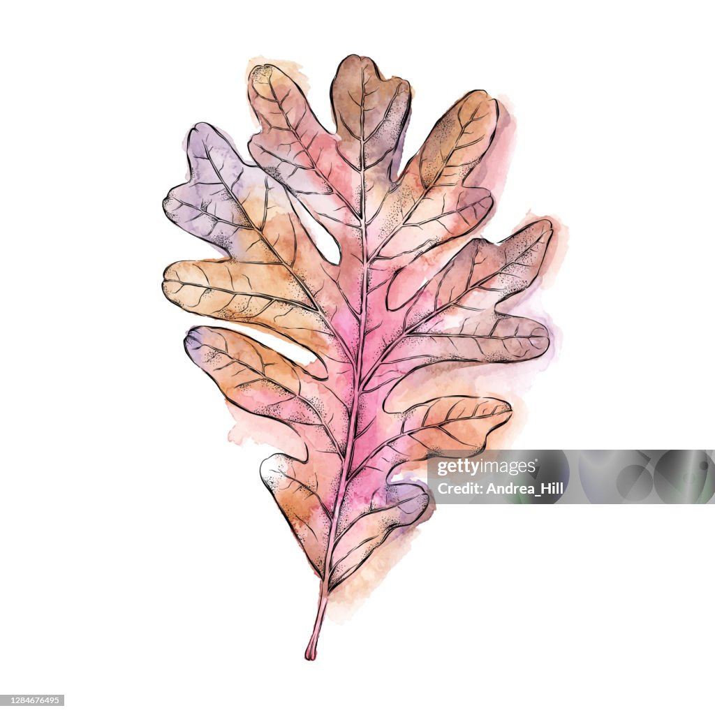 Oak Leaf Ink and Watercolor Painting. Vector EPS10 Illustration