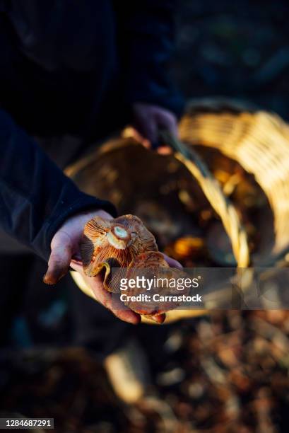 a wicker basket full of níscalos pine wild mushrooms - texture vegetal stock pictures, royalty-free photos & images