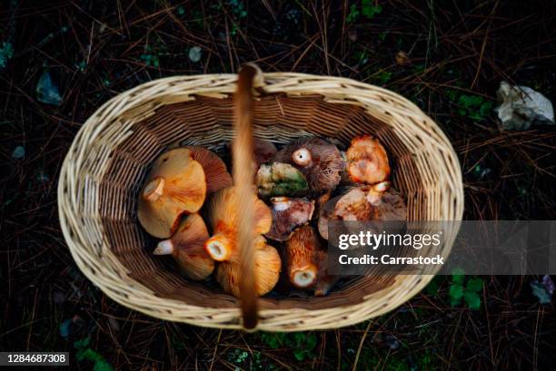 a wicker basket full of níscalos pine wild mushrooms - texture vegetal stock pictures, royalty-free photos & images