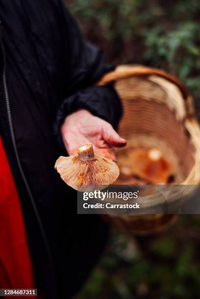 a wicker basket full of níscalos pine wild mushrooms - texture vegetal stock pictures, royalty-free photos & images