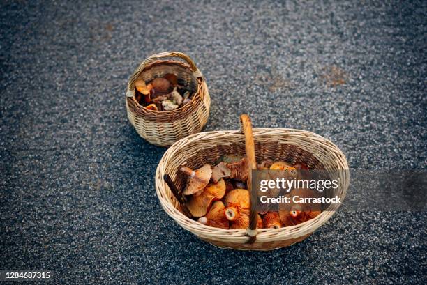 a wicker basket full of níscalos pine wild mushrooms - texture vegetal stock pictures, royalty-free photos & images