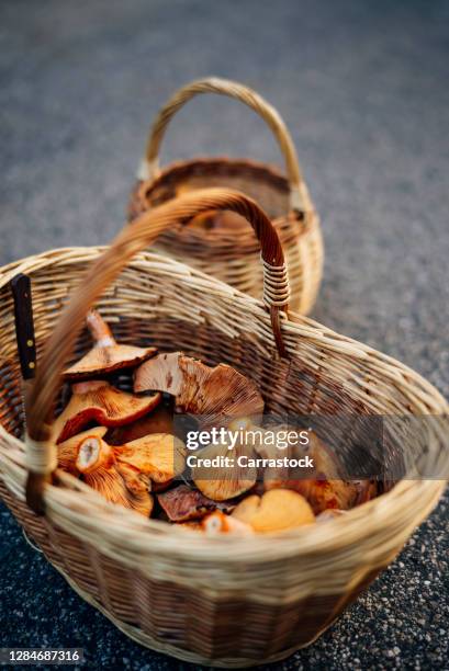 a wicker basket full of níscalos pine wild mushrooms - texture vegetal stock pictures, royalty-free photos & images