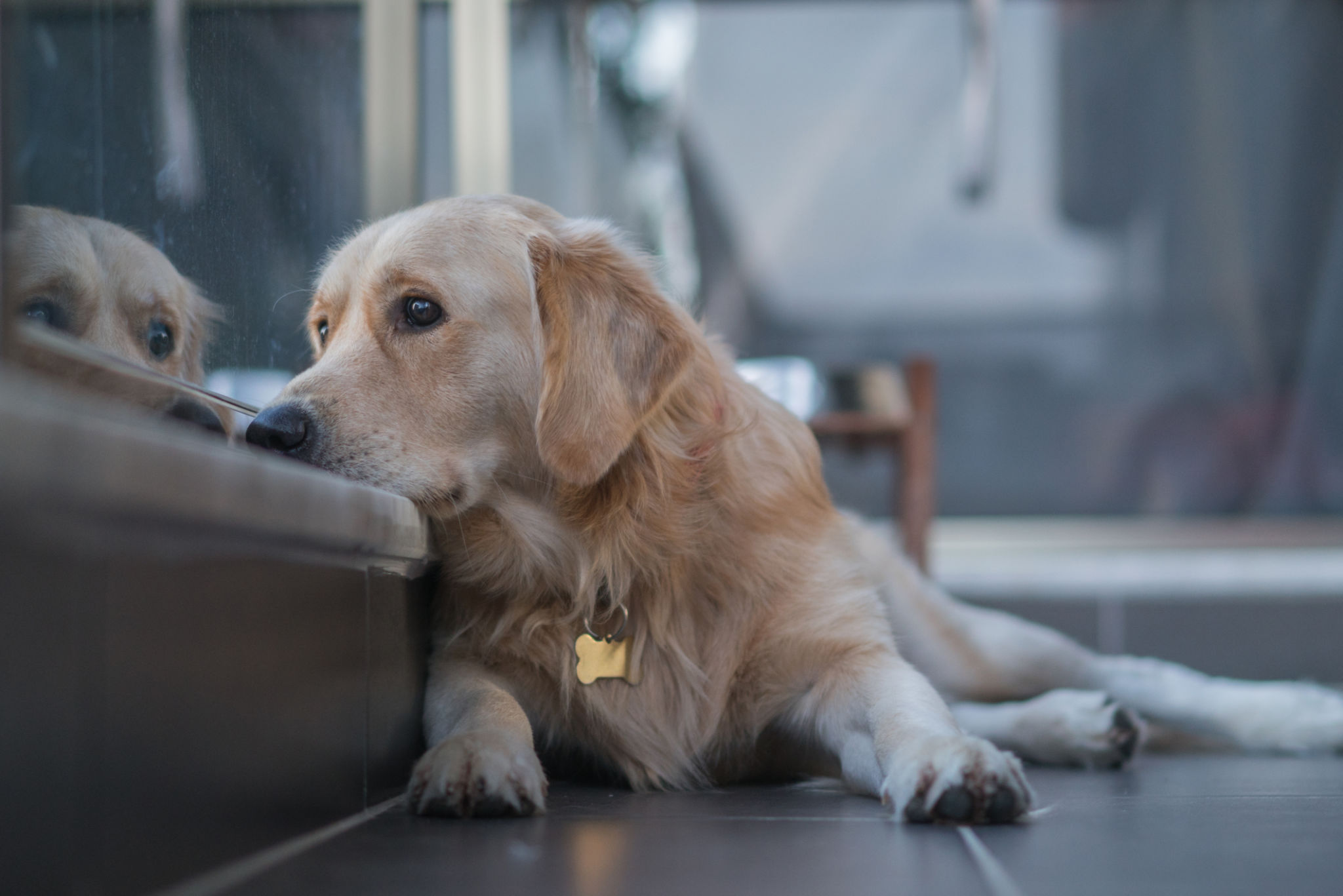 dog safety