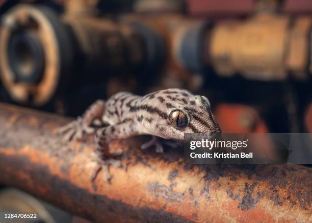 wild tree dtella (gehyra variegata) on old rusted pipe and car engine - gehyra stock pictures, royalty-free photos & images