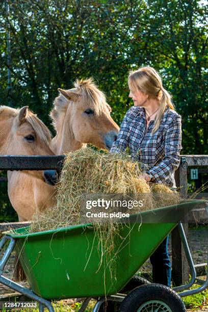 vrouw die haar paarden voedt - kruiwagen stockfoto's en -beelden